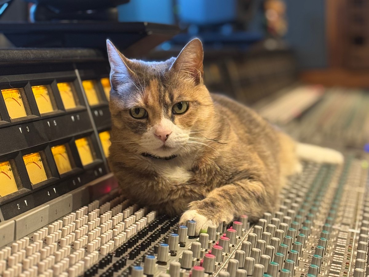 A tabby and white cat lying on a mixing console, looking at the camera